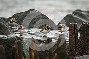 Ruddy Turnstone birds on a wet rock pile by the Atlantic Ocean.