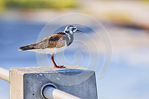 Ruddy Turnstone In Breeding Plumage