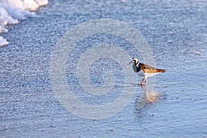 Ruddy Turnstone In Breeding Plumage