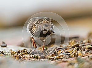 A Ruddy Turnstone close-up