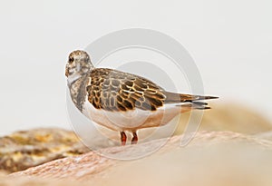 A Ruddy Turnstone close-up