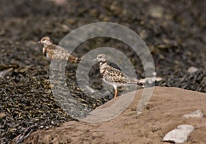 A Ruddy Turnstone close-up