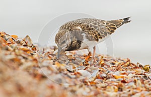 A Ruddy Turnstone close-up