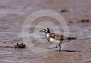 A Ruddy Turnstone close-up