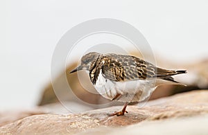 A Ruddy Turnstone close-up