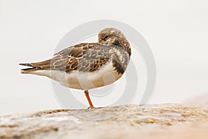 A Ruddy Turnstone close-up