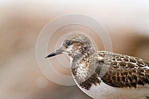 A Ruddy Turnstone close-up