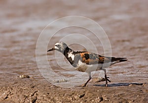 A Ruddy Turnstone close-up