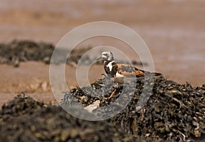 A Ruddy Turnstone close-up