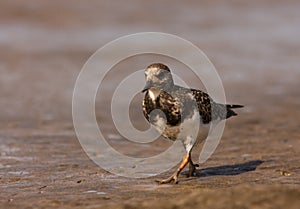 A Ruddy Turnstone close-up