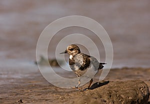 A Ruddy Turnstone close-up