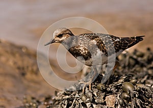 A Ruddy Turnstone close-up