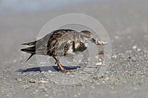 Ruddy Turnstone eating a crab - Fort DeSoto, Florida