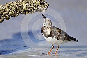 Ruddy Turnstone Foraging for Barnacles