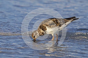 Ruddy Turnstone Foraging In Clear, Shallow Water