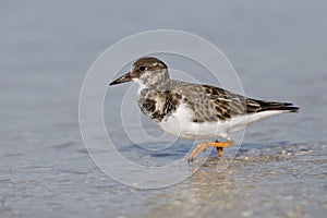 Ruddy Turnstone foraging in shallow water - Fort DeSoto, Florida