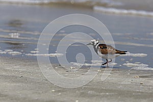 Ruddy Turnstone moulting into spring plumage on a Texas Beach