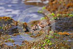 ruddy turnstone in non breeding plumage, looking for food