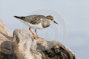 Ruddy Turnstone perched on a piece of driftwood