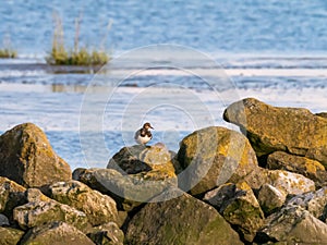 Ruddy turnstone perched on rocks, Schiermonnikoog, Netherlands