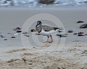 Ruddy Turnstone on a sandy beach