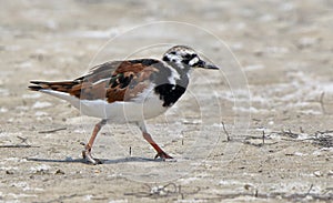Ruddy turnstone on a sandy beach