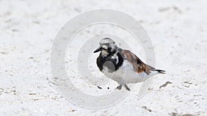 Ruddy turnstone on a sandy beach