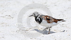 Ruddy turnstone on a sandy beach