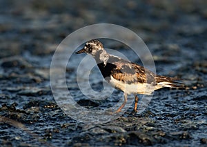 Ruddy Turnstone at Tubli bay , Bahrain