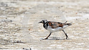 Ruddy turnstone walking on a sandy beach