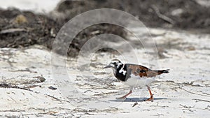 Ruddy turnstone walking on a sandy beach