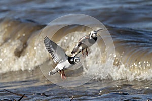 Ruddy Turnstones in Flight