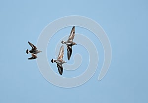 Ruddy Turnstones flying