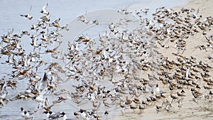 Ruddy Turnstones, Red Knots, Semipalmated Sandpipers, and Laughing Gulls taking flight