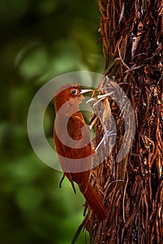 Ruddy woodcreeper, Dendrocincla homochroa, red brown bird on the tree, Belize, Central America. Birdwatching in Belize.