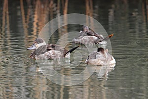 Ruddys Duck (Oxyura jamaicensis) photo