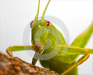 Rude katydid