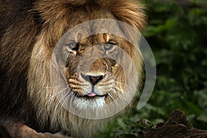 Rude Lion