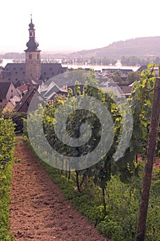 Rudesheim Vineyards