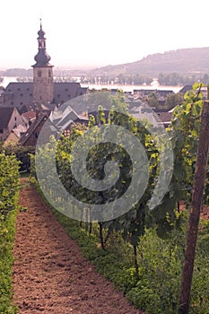 Rudesheim Vineyards