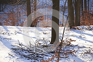 Rudeskov forest in denmark