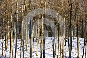 Trees in Rudeskov forest in denmark