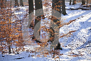 Rudeskov forest in denmark