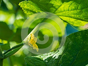 A rudiment of a cucumber with a flower. Growth and flowering of cucumbers