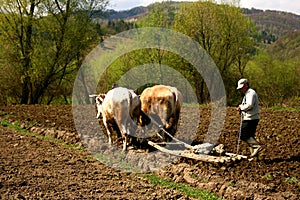 Rudimentary agriculture in a romanian village