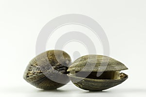 Ruditapes philippinarum, an edible species of saltwater clam.