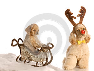 Rudolph dog pulling sleigh