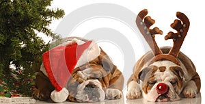 Rudolph and santa dogs photo