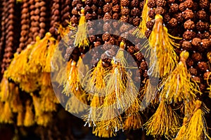 Rudraksha the holy pearl of India