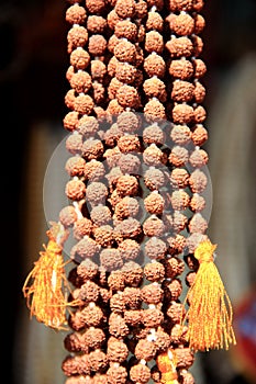 Rudraksha(prayer beads). photo